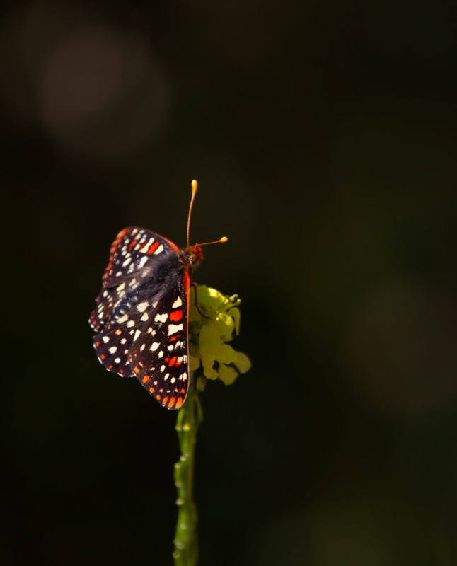 A Chalcedon Checkerspot (formerly Variable Checkerspot) in Monterey County, California (7/1/2011).