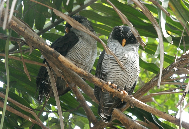 Black-and-white Owls in Alajuela, Costa Rica (3/15/2007).