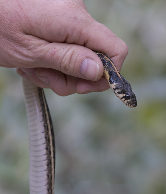 A Black-necked Gartersnake in southeastern Arizona (8/5/2008). Our only non-venomous snake for the trip!