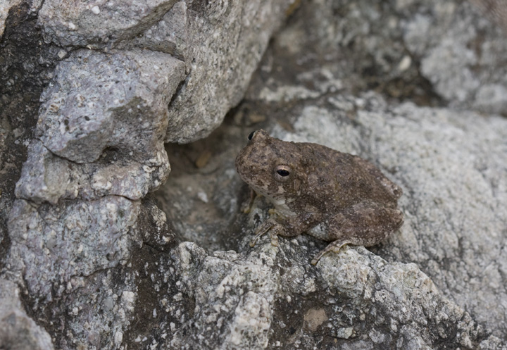 A Canyon Treefrog in southernmost Arizona (8/4/2008). The individuals here surprised us in shifting color to nearly pure white in response to that background color.