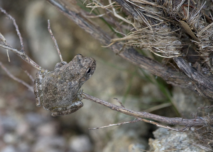 A Canyon Treefrog in southeastern Arizona (8/4/2008).