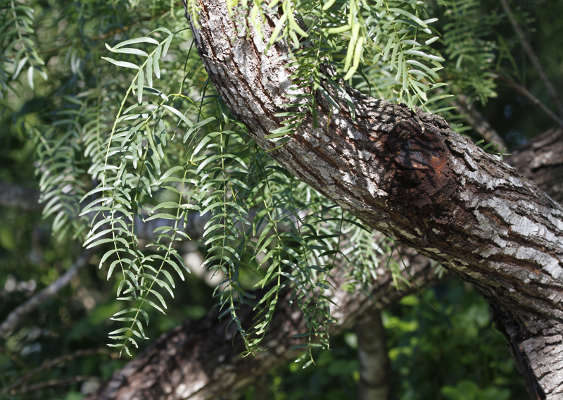 Honey Mesquite - one of the most widespread and conspicuous trees in the Rio Grande Valley (6/1/2015).