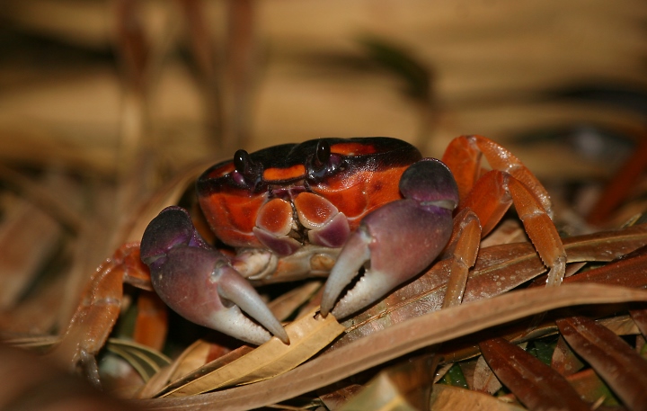 Biofiles Blackback Land Crab Em Gecarcinus Lateralis Em Biofiles Blackback Land Crab Em Gecarcinus Lateralis Em