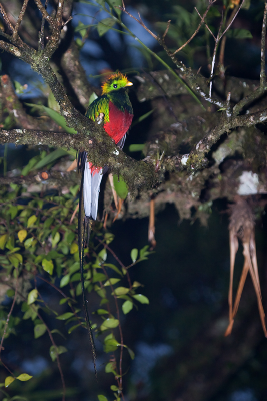 The aptly-named Resplendent Quetzal, truly one of the most beautiful birds in the world (Monteverde, Costa Rica).
