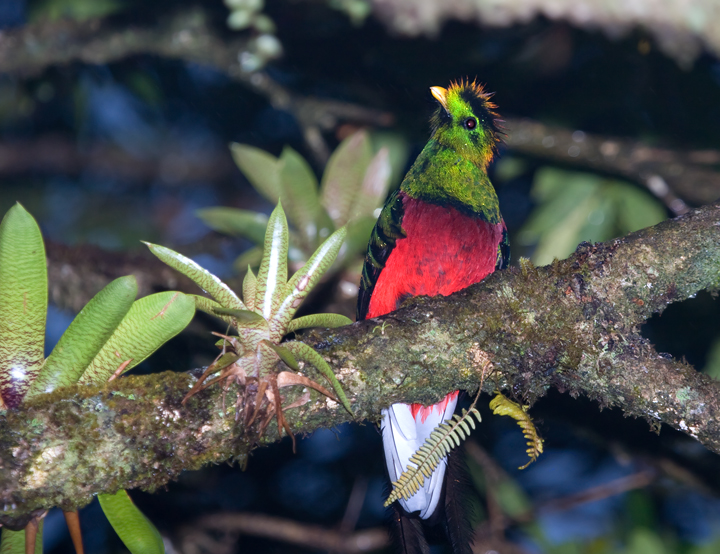 The aptly-named Resplendent Quetzal, truly one of the most beautiful birds in the world (Monteverde, Costa Rica).
