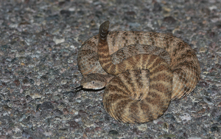 A Tiger Rattlesnake in southeastern Arizona (8/3/2008).