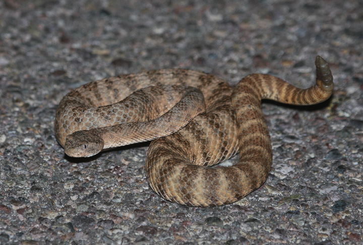 A Tiger Rattlesnake in southeastern Arizona (8/3/2008).