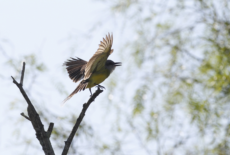 A Tropical Kingbird at King Ranch, Texas (6/5/2015). This species continues to expand its range in southern Texas and has been attempting to nest on the ranch in recent years.