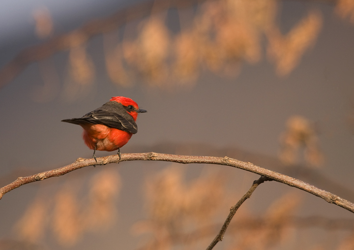 Vermilion Flycatchers were wonderfully common throughout southern Mexico - Oaxaca, Mexico (3/18/2008).