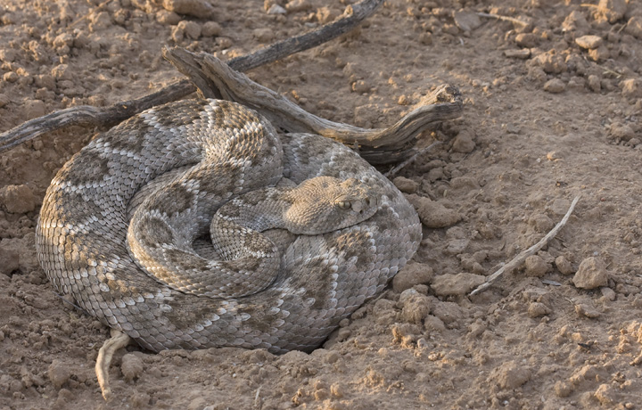 Jim Brighton spotted our first rattlesnake on the morning of Day One while we were looking for Le Conte's Thrashers. This stunning Western Diamondback Rattlesnake, warming in the morning sun, was one of the larger individuals we encountered (8/2/2008).