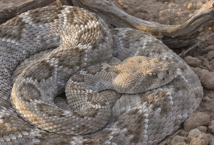 A Western Diamondback Rattlesnake in southeastern Arizona (8/2/2008).