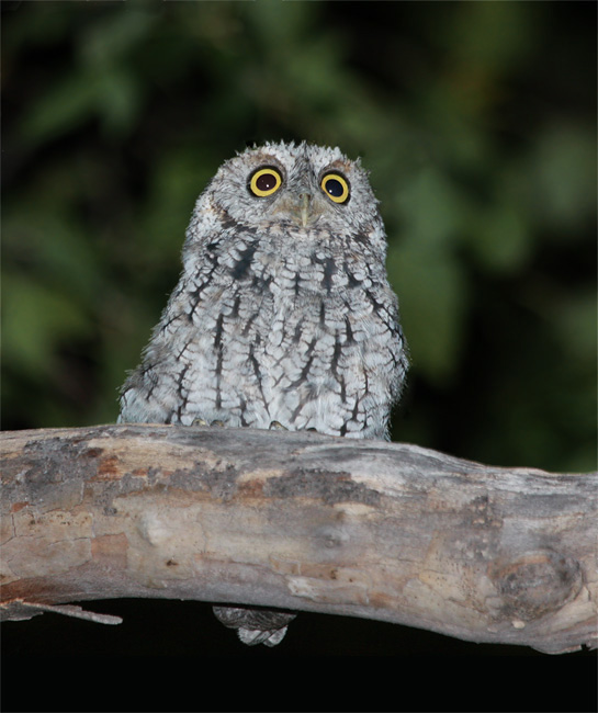 A Whiskered Screech-Owl in Cochise County, Arizona (8/7/2008).