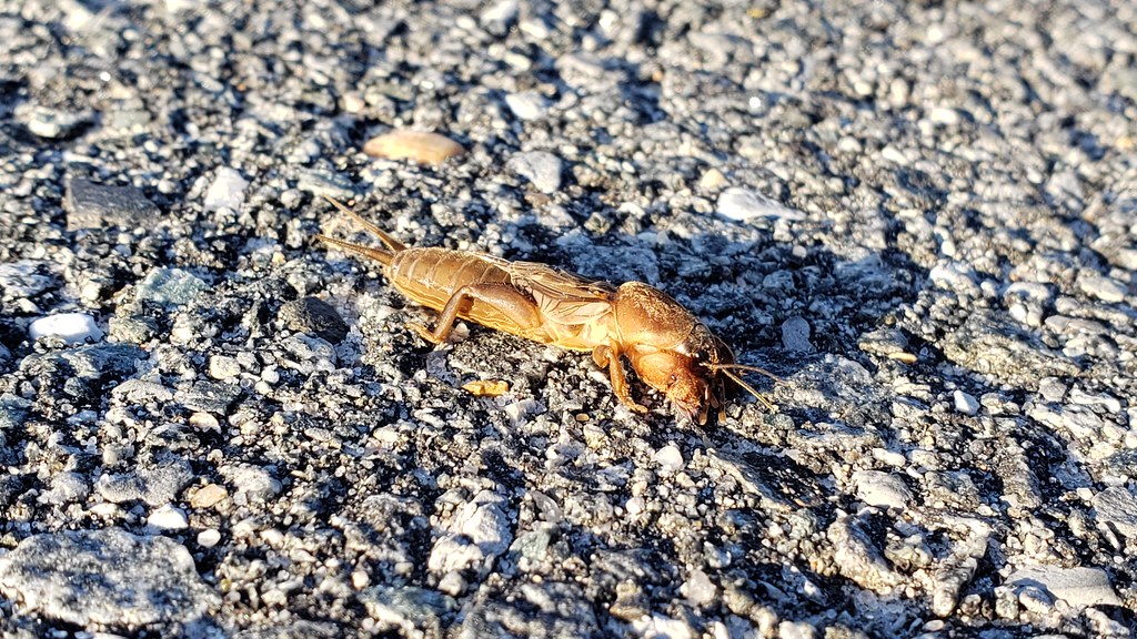 A Northern Mole Cricket on Assateague Island in Worcester County, Maryland (11/8/2019).