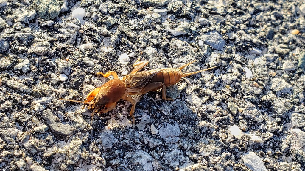 A Northern Mole Cricket on Assateague Island in Worcester County, Maryland (11/8/2019).