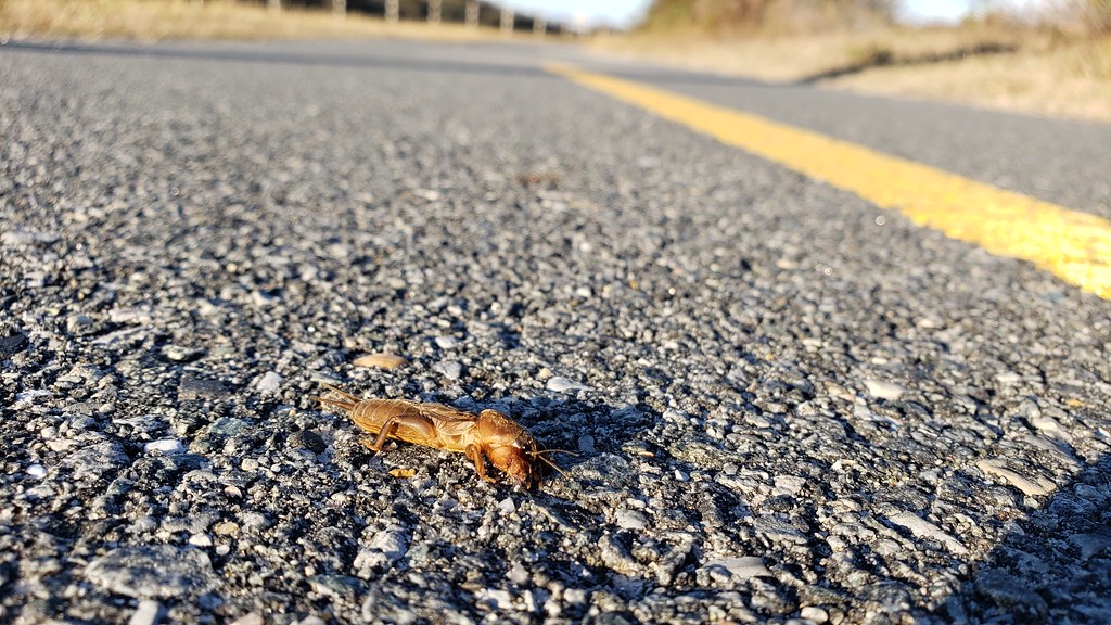 A Northern Mole Cricket on Assateague Island in Worcester County, Maryland (11/8/2019).
