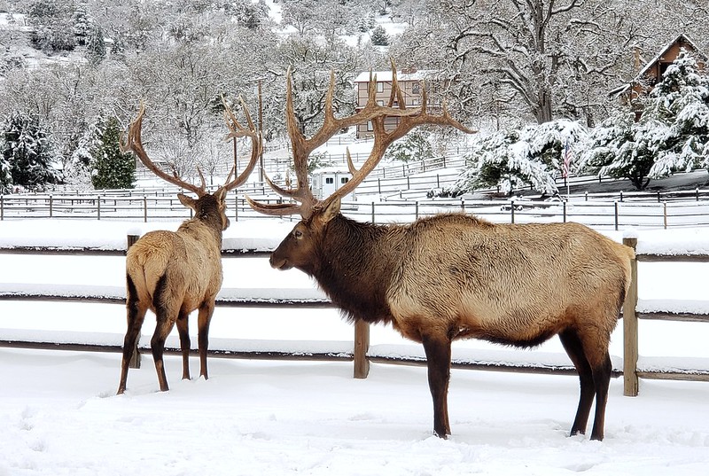 American Elk in Kern County, California (11/29/2019).