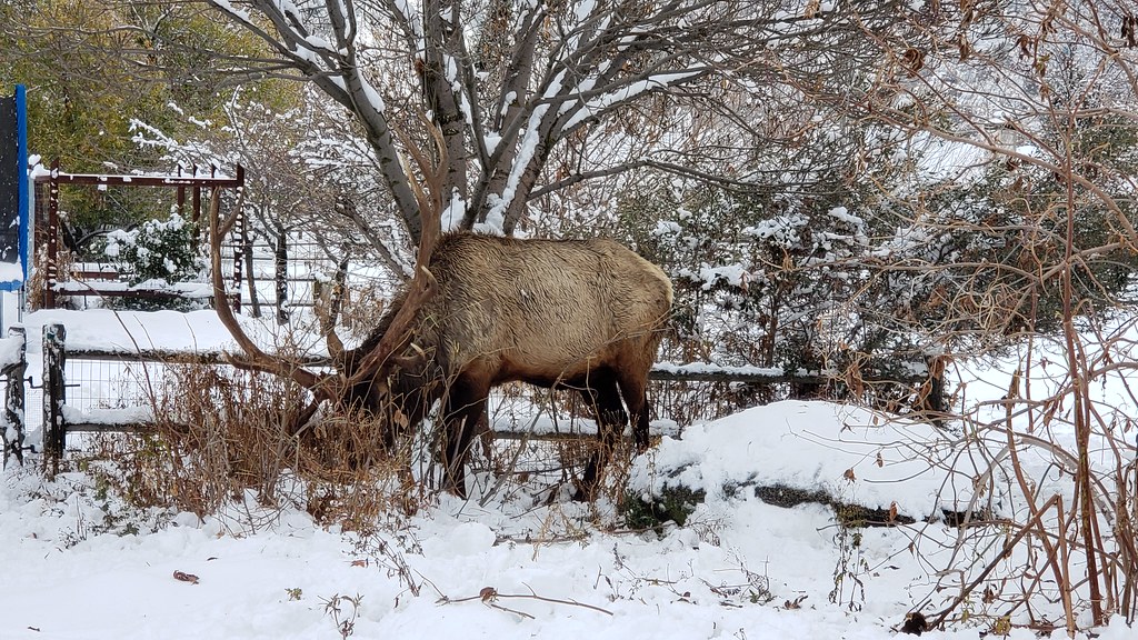 An American Elk in Kern County, California (11/29/2019).