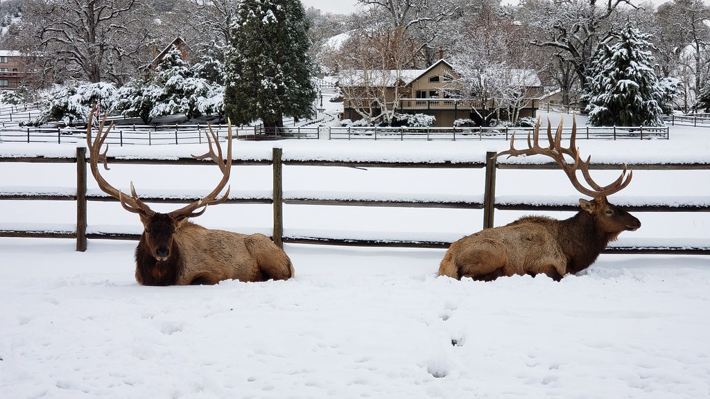American Elk in Kern County, California (11/29/2019).