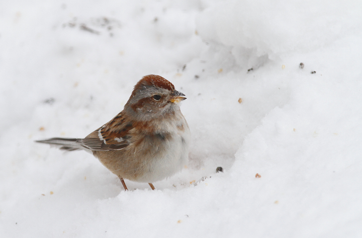 An American Tree Sparrow visited our Anne Arundel County, Maryland yard during the February blizzards (2/10/2010). This is the photo shoot during which I broke my bookshelf while trying to stand on it.