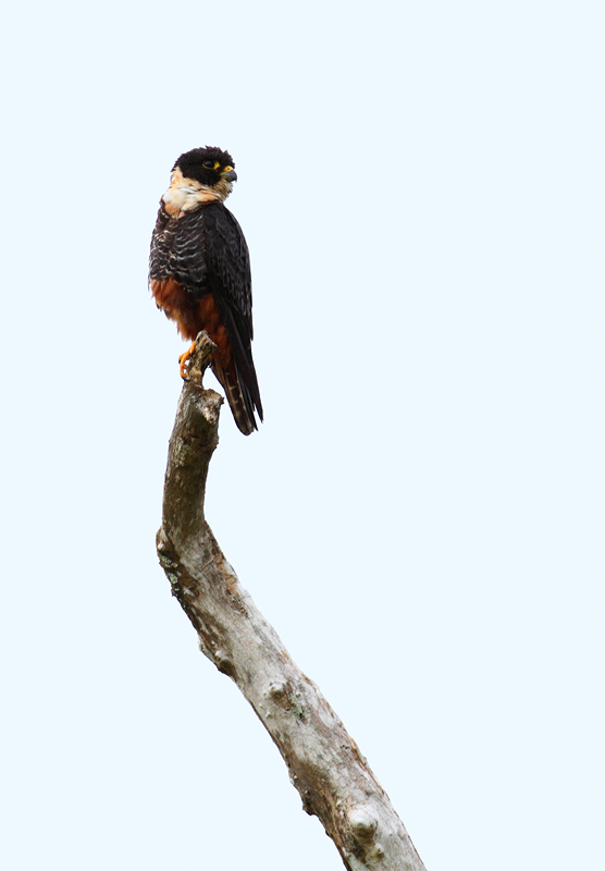 A Bat Falcon in Colón, Panama (7/4/2010).