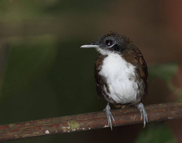 A Bicolored Antbird on Semaphore Hill Road, Panama (7/4/2010).