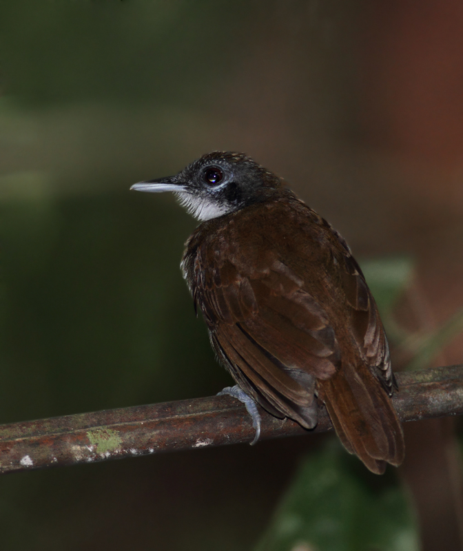 A Bicolored Antbird on Semaphore Hill Road, Panama (7/4/2010).