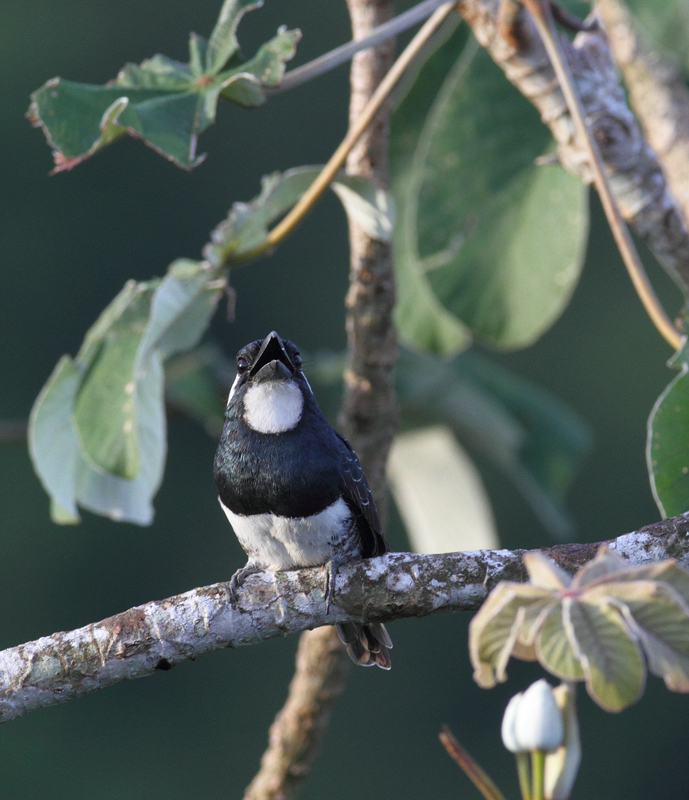 A Black-breasted Puffbird in Panamá, Panamá, Panama (7/4/2010).