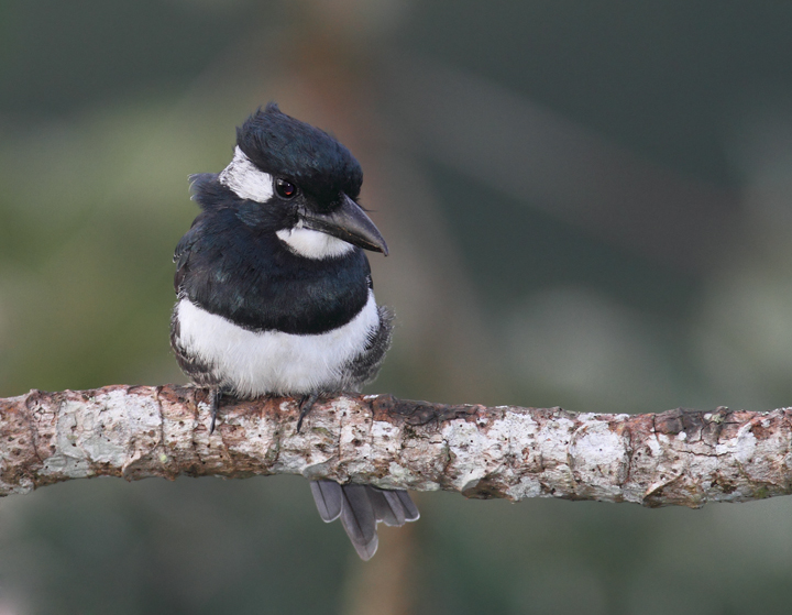 A Black-breasted Puffbird in Panamá, Panamá, Panama (7/4/2010).