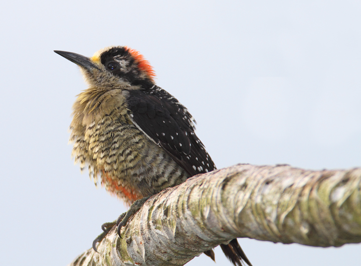 A Black-cheeked Woodpecker in Panama (7/4/2010).