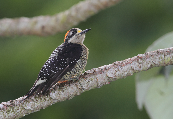 A Black-cheeked Woodpecker in Panama (7/4/2010).