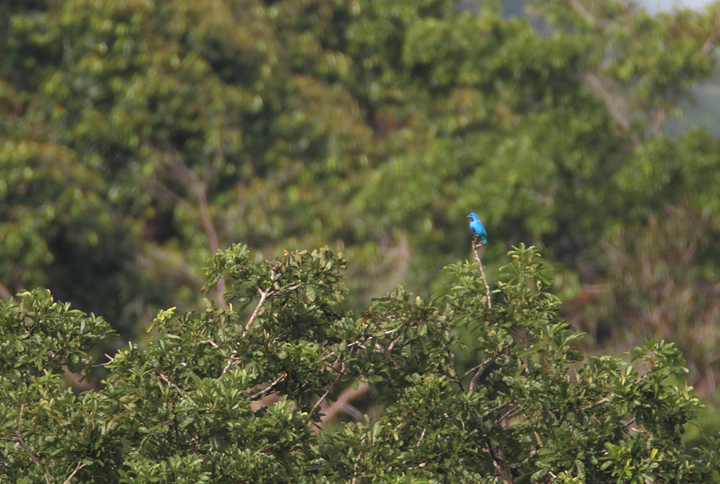 About a mile away, one of the most stunning and sought-after species in Panama - a male Blue Cotinga - Canopy Tower, Panama (7/4/2010).