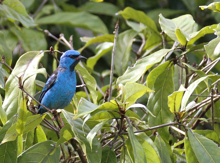 A male Blue Dacnis poses in the canopy at dawn in central Panama (7/4/2010).