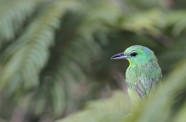 A Green Shrike-Vireo in central Panama (7/4/2010).