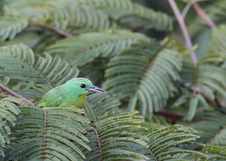 A Green Shrike-Vireo in central Panama (7/4/2010).
