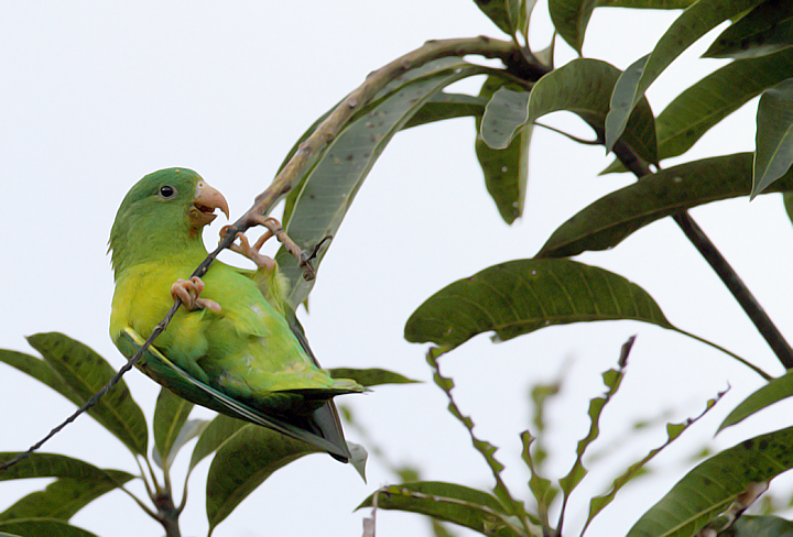 An Orange-chinned Parakeet in Gamboa, Panama (7/4/2010).