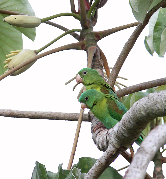 Orange-chinned Parakeets enjoying the good life in Gamboa, Panama (7/4/2010).