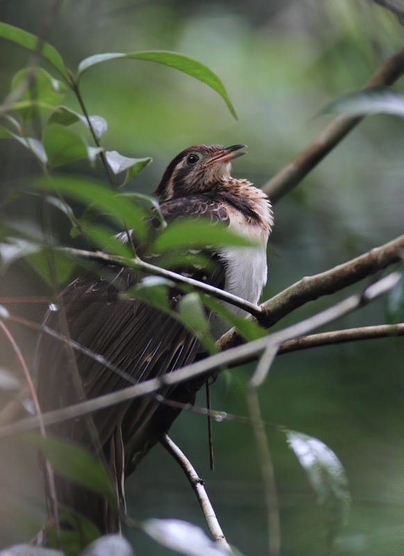 A Pheasant Cuckoo in Colón, Panama (7/6/2010). A personal favorite, one of the more difficult species to see in the Panamanian rainforest, the Pheasant Cuckoo. My friend Tom Feild has heard it called