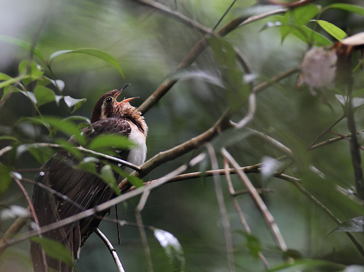 A Pheasant Cuckoo in Colón, Panama (7/6/2010).