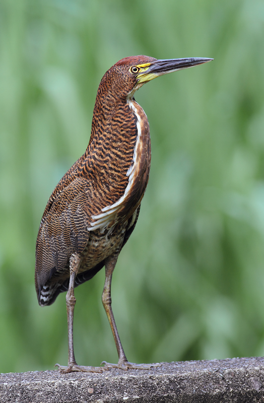 A wonderfully cooperative Rufescent Tiger-Heron in Colón, Panama (7/6/2010). When my wife Becky later spotted her first skulking through dense vegetation, she called back,