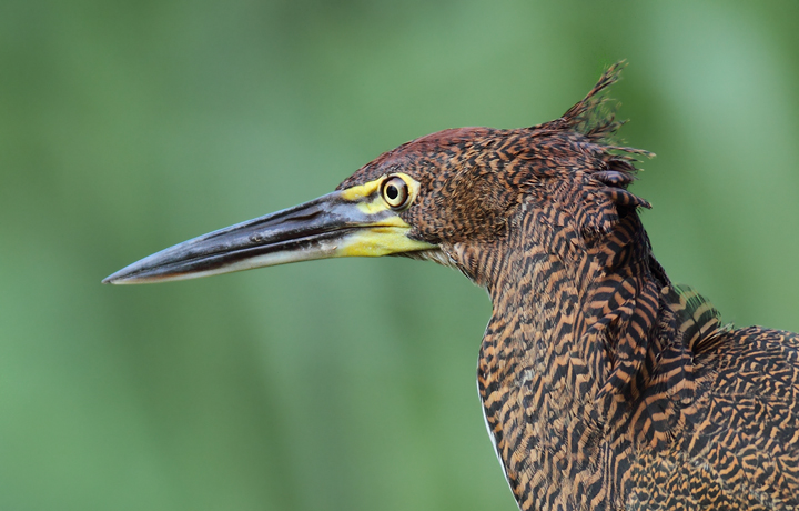 A Rufescent Tiger-Heron in Colón, Panama (7/6/2010).