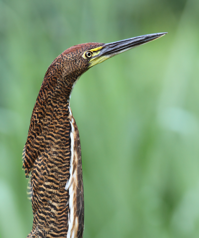 A Rufescent Tiger-Heron in Colón, Panama (7/6/2010).