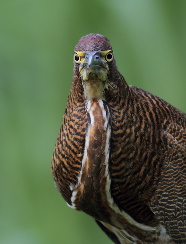 A Rufescent Tiger-Heron kills its prey with its eyes (Gamboa, Panama, 7/6/2010).