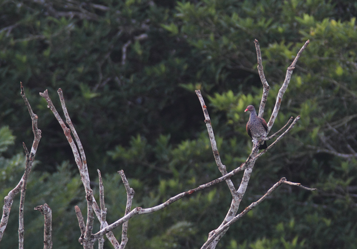 A Scaled Pigeon in Panama (7/4/2010).