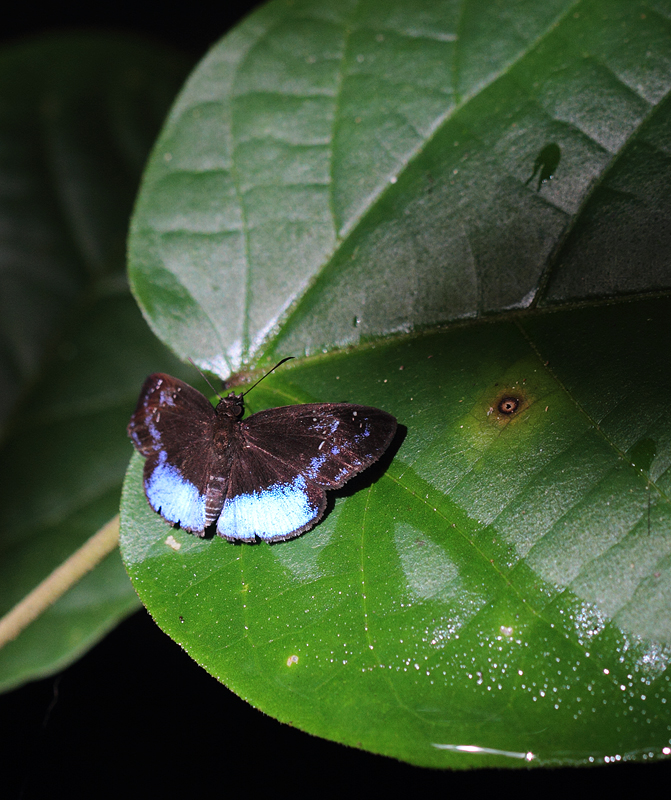 Polla Blue-Skipper (also known as Shining Blue-Skipper) in central Panama (7/4/2010).
