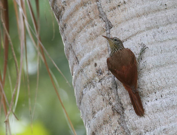 A Streak-headed Woodcreeper in a residential area of Gamboa, Panama (7/4/2010).