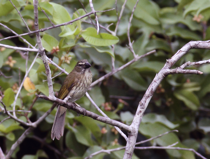 A Streaked Saltator in Colón, Panama (7/4/2010).