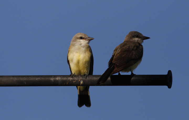 An adult Western Kingbird (left) with a youngster born this summer (in shadow). We were struck by how much the young birds could resemble Cassin's Kingbirds, especially in poor light (Nogales, 8/4/2008).