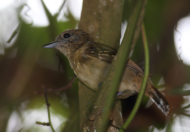 A female Black-crowned Antshrike (formerly Western Slaty-Antshrike) in central Panama (7/4/2010).