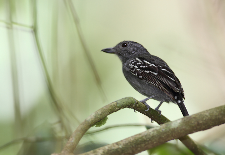 A male Black-crowned Antshrike (formerly Western Slaty-Antshrike) in central Panama (7/4/2010).