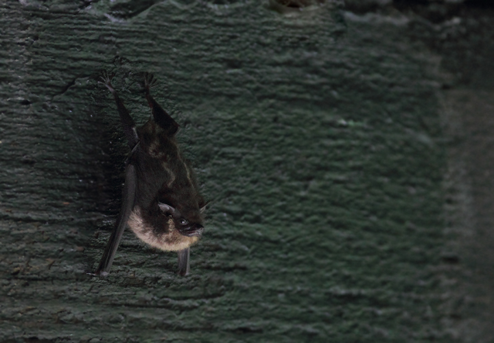 A Greater White-lined Bat roosting in central Panama (7/4/2010).